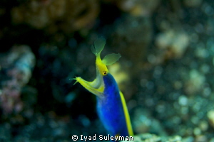 Blue Ribbon Eel
Canon 60D, 100 mm macro lens,
ISO 200, ... by Iyad Suleyman 